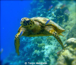 Front view of turtle in Marsa Alam, Egypt by Tanja Hofmann 